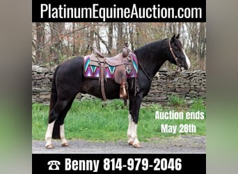 Kentucky Mountain Saddle Horse, Hongre, 10 Ans, 145 cm, Noir