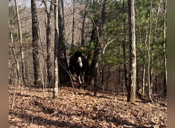 Kentucky Mountain Saddle Horse, Hongre, 10 Ans, 147 cm, Tobiano-toutes couleurs