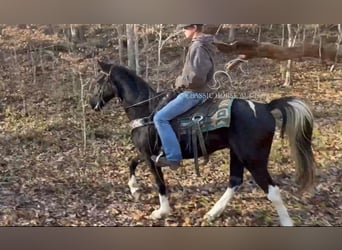 Kentucky Mountain Saddle Horse, Hongre, 10 Ans, 152 cm, Noir