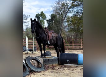 Kentucky Mountain Saddle Horse, Hongre, 10 Ans, 152 cm, Noir