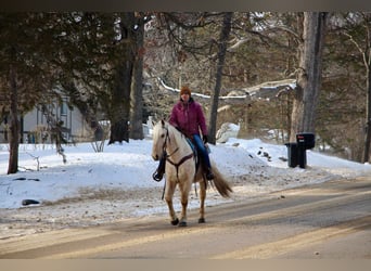 Kentucky Mountain Saddle Horse, Hongre, 10 Ans, 155 cm, Palomino