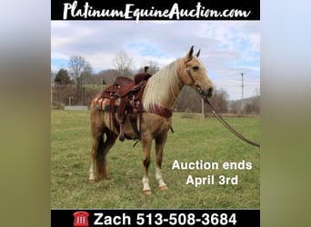 Kentucky Mountain Saddle Horse, Hongre, 11 Ans, 137 cm, Palomino