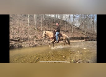 Kentucky Mountain Saddle Horse, Hongre, 11 Ans, 137 cm, Palomino