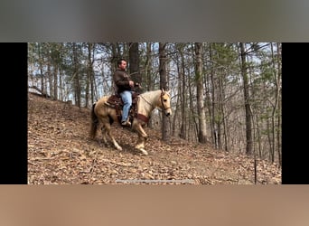 Kentucky Mountain Saddle Horse, Hongre, 11 Ans, 137 cm, Palomino
