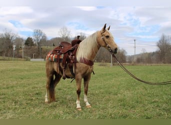 Kentucky Mountain Saddle Horse, Hongre, 11 Ans, 137 cm, Palomino