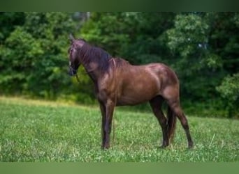 Kentucky Mountain Saddle Horse, Hongre, 11 Ans, 142 cm, Noir