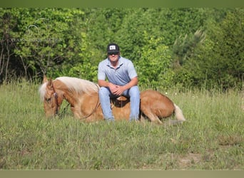 Kentucky Mountain Saddle Horse, Hongre, 11 Ans, 142 cm, Palomino