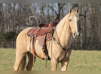 Kentucky Mountain Saddle Horse, Hongre, 11 Ans, 142 cm, Palomino