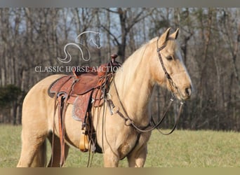 Kentucky Mountain Saddle Horse, Hongre, 11 Ans, 142 cm, Palomino