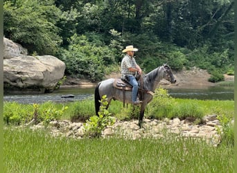 Kentucky Mountain Saddle Horse, Hongre, 11 Ans, 142 cm, Rouan Bleu