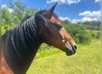 Kentucky Mountain Saddle Horse, Hongre, 11 Ans, 152 cm, Bai cerise