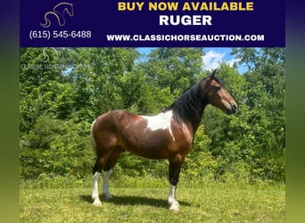Kentucky Mountain Saddle Horse, Hongre, 11 Ans, 152 cm, Bai cerise