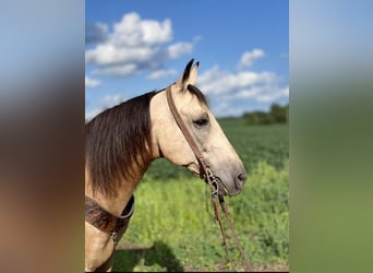 Kentucky Mountain Saddle Horse, Hongre, 11 Ans, 152 cm, Buckskin
