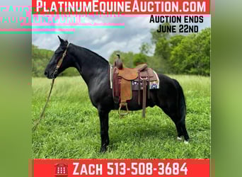 Kentucky Mountain Saddle Horse, Hongre, 11 Ans, 155 cm, Noir