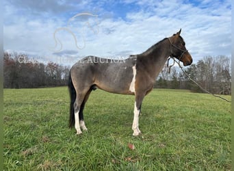 Kentucky Mountain Saddle Horse, Hongre, 12 Ans, 142 cm, Bai cerise