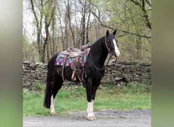 Kentucky Mountain Saddle Horse, Hongre, 12 Ans, 145 cm, Noir