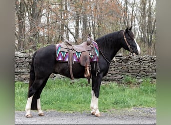 Kentucky Mountain Saddle Horse, Hongre, 12 Ans, 145 cm, Noir