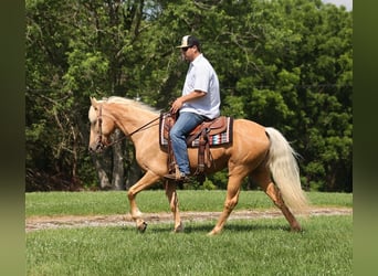 Kentucky Mountain Saddle Horse, Hongre, 12 Ans, 147 cm, Palomino