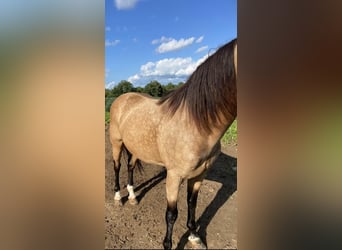 Kentucky Mountain Saddle Horse, Hongre, 12 Ans, 152 cm, Buckskin