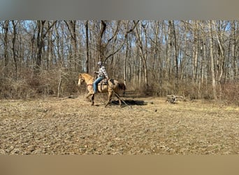 Kentucky Mountain Saddle Horse, Hongre, 12 Ans, 152 cm, Champagne