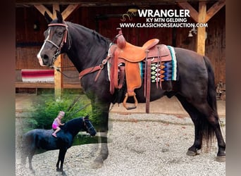 Kentucky Mountain Saddle Horse, Hongre, 12 Ans, 152 cm, Noir