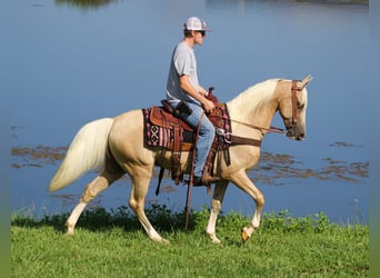 Kentucky Mountain Saddle Horse, Hongre, 12 Ans, 152 cm, Palomino
