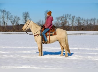 Kentucky Mountain Saddle Horse, Hongre, 12 Ans, 155 cm, Palomino