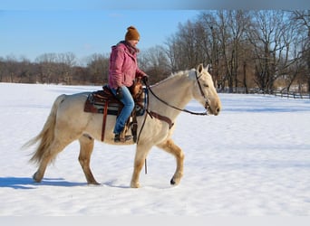 Kentucky Mountain Saddle Horse, Hongre, 12 Ans, 155 cm, Palomino