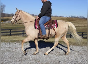 Kentucky Mountain Saddle Horse, Hongre, 12 Ans, 157 cm, Palomino