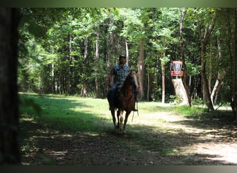 Kentucky Mountain Saddle Horse, Hongre, 12 Ans, 157 cm, Palomino