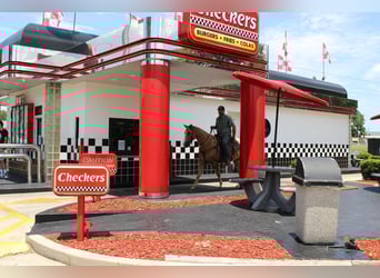 Kentucky Mountain Saddle Horse, Hongre, 12 Ans, 157 cm, Palomino