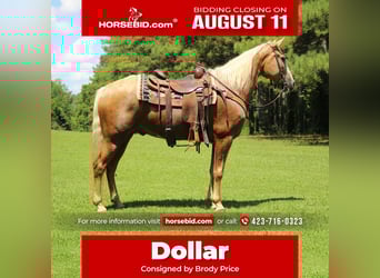 Kentucky Mountain Saddle Horse, Hongre, 12 Ans, 157 cm, Palomino