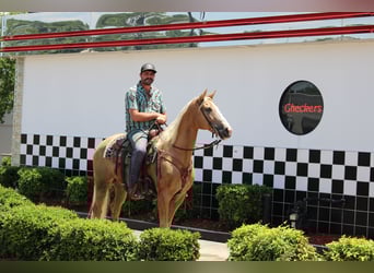 Kentucky Mountain Saddle Horse, Hongre, 12 Ans, 157 cm, Palomino