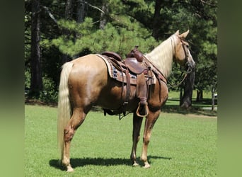 Kentucky Mountain Saddle Horse, Hongre, 12 Ans, 157 cm, Palomino