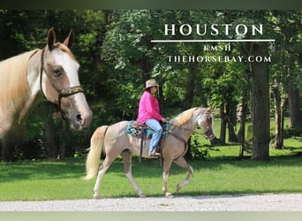 Kentucky Mountain Saddle Horse, Hongre, 12 Ans, 160 cm, Rouan Rouge