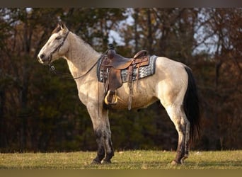 Kentucky Mountain Saddle Horse, Hongre, 12 Ans, Buckskin