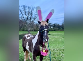 Kentucky Mountain Saddle Horse, Hongre, 12 Ans, Pinto