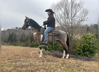 Kentucky Mountain Saddle Horse, Hongre, 13 Ans, 142 cm, Bai cerise