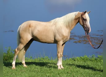 Kentucky Mountain Saddle Horse, Hongre, 13 Ans, 152 cm, Palomino