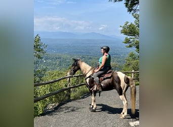 Kentucky Mountain Saddle Horse, Hongre, 13 Ans, Pinto