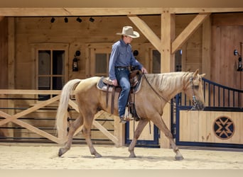 Kentucky Mountain Saddle Horse, Hongre, 14 Ans, Palomino