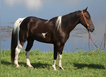 Kentucky Mountain Saddle Horse, Hongre, 15 Ans, 152 cm, Tobiano-toutes couleurs