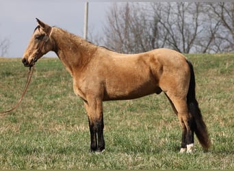 Kentucky Mountain Saddle Horse, Hongre, 15 Ans, 163 cm, Buckskin