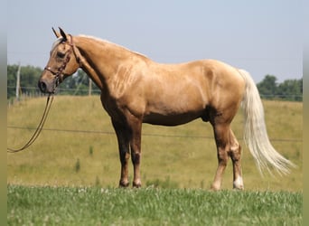 Kentucky Mountain Saddle Horse, Hongre, 15 Ans, Palomino