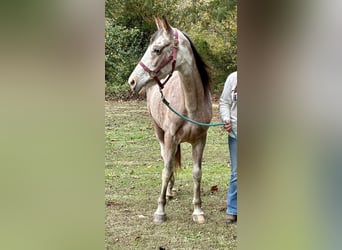 Kentucky Mountain Saddle Horse, Hongre, 15 Ans, Roan-Bay
