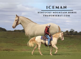 Kentucky Mountain Saddle Horse, Hongre, 16 Ans, 157 cm, Cremello