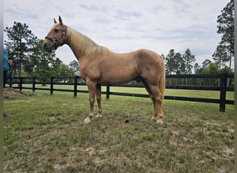 Kentucky Mountain Saddle Horse, Hongre, 17 Ans, 163 cm, Palomino