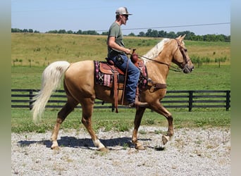 Kentucky Mountain Saddle Horse, Hongre, 17 Ans, Palomino