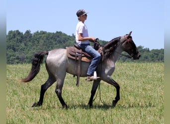 Kentucky Mountain Saddle Horse, Hongre, 4 Ans, 147 cm, Rouan Bleu