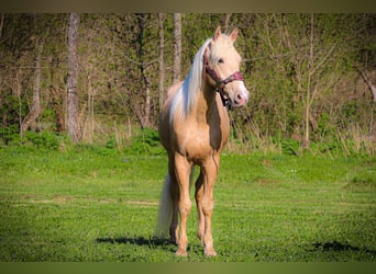 Kentucky Mountain Saddle Horse, Hongre, 4 Ans, 150 cm, Palomino